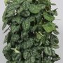 Scindapsus 'Trebie' bladeren